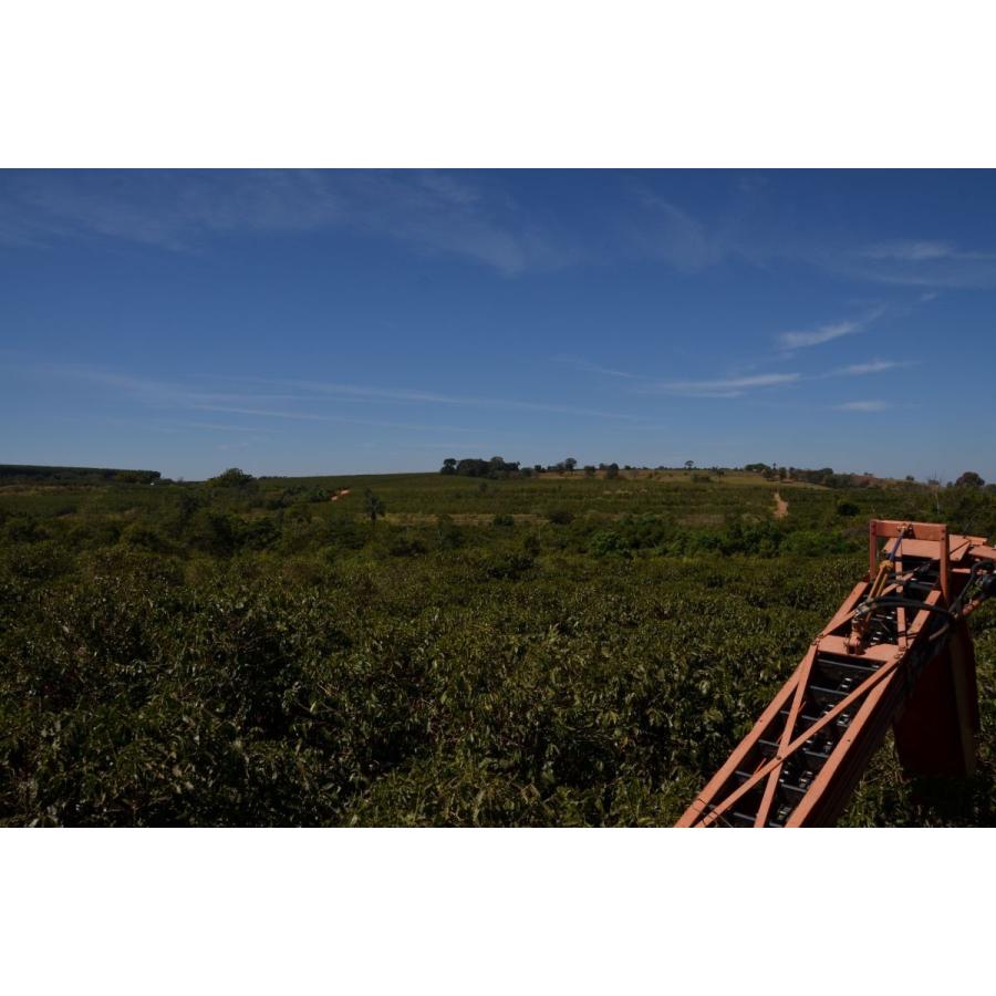 厳選シングルオリジンコーヒー豆「ブラジル　マカウバ・デ・シーマ」（フレンチロースト・200g）／自家焙煎スペシャルティコーヒー珈琲豆 | 