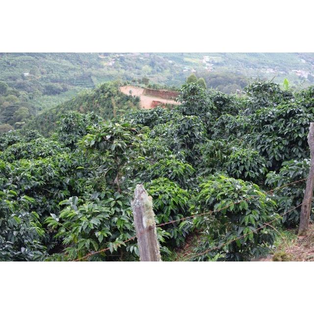 厳選シングルオリジンコーヒー豆「コスタリカ　チリポ　エル・セロ　ビジャサルチ」（ハイロースト・200g）／自家焙煎スペシャルティコーヒー珈琲豆 | 