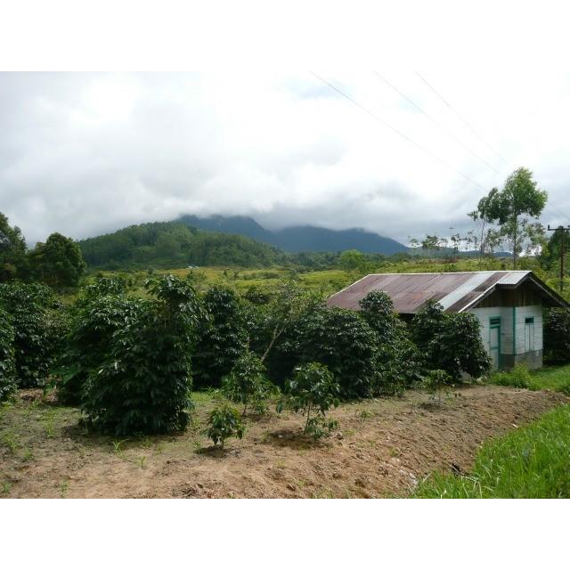厳選シングルオリジンコーヒー豆「インドネシア　オナンガンジャン　マンデリン」（フレンチロースト・200g）／自家焙煎スペシャルティコーヒー珈琲豆 | 