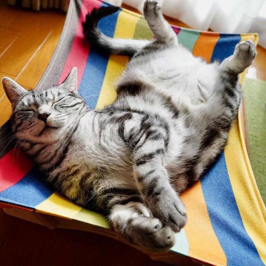 ランキング1位獲得 Catoneer 一生モノの猫ハンモックベッド 猫