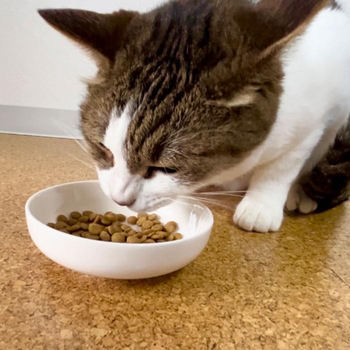 Petio（ペティオ） プラクト キャット ドライフード 幼猫〜成猫用