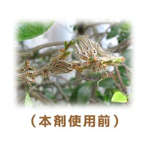 なんと！あの大日本除虫菊 金鳥 チャドクガ毒針毛固着剤 (幼虫・毛虫) 180mL が、「この価格！？」 ※お取り寄せ商品｜anshin-relief｜02