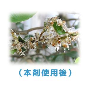 なんと！あの大日本除虫菊 金鳥 チャドクガ毒針毛固着剤 (幼虫・毛虫) 180mL が、「この価格！？」 ※お取り寄せ商品｜anshin-relief｜03