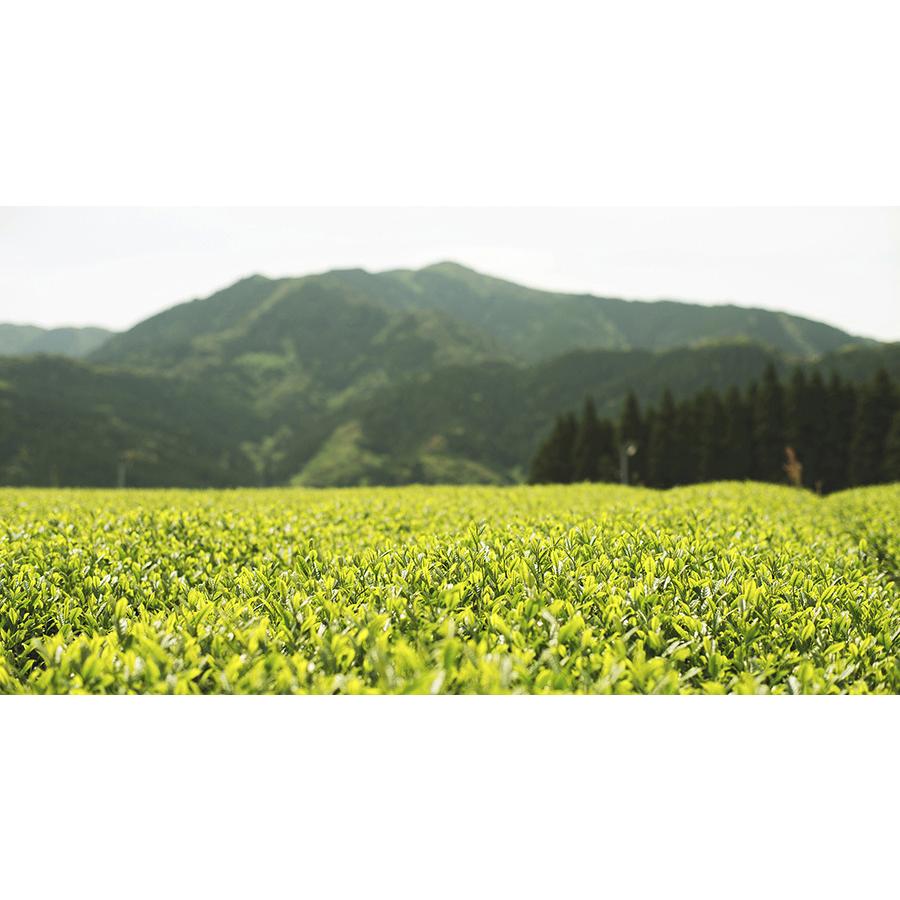 バイオ茶 宮崎上水園 60g 20パック×2袋 無農薬 一番茶 水出し カテキン | 上水園 | 08