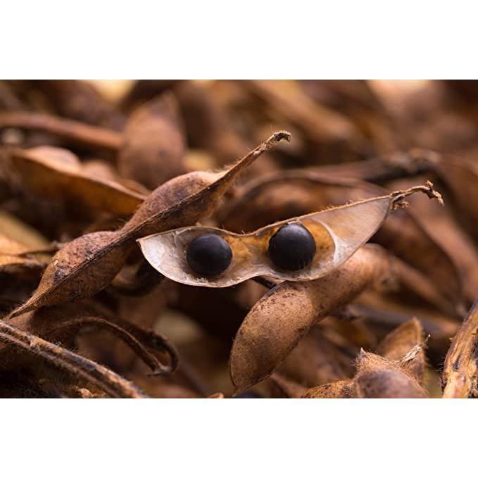 丹波黒大豆3L 150g 3袋 丹波の宝玉 黒豆 生豆 大粒 国産 京都府産 おせち 令和6年産 | ブランド登録なし | 06