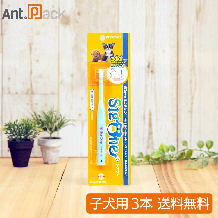 シグワン 子犬用 歯ブラシ アクアブルー×3本 （00629） : Ant.Pack獣