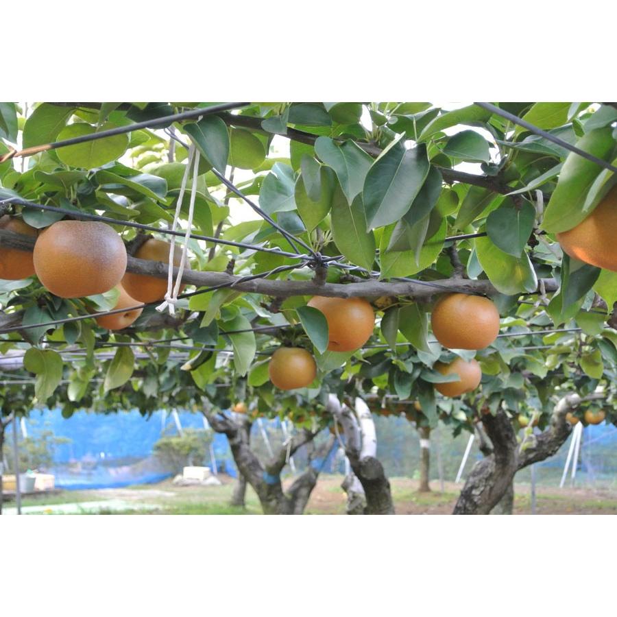 8月上旬出荷開始】幸水 梨 4L 11〜13個入り 千葉県市川産市川の梨 産地