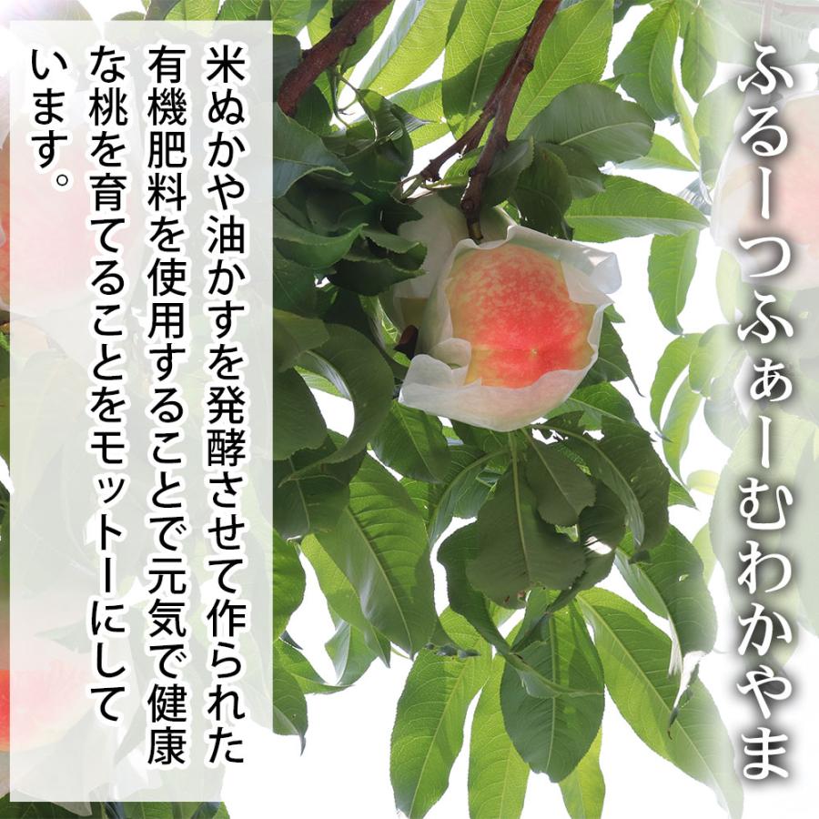 桃 大箱 10〜15玉 和歌山県 紀の川の桃 和歌山県産 送料無料  もも 食品 秀品 産地直送 クール便 |  | 03