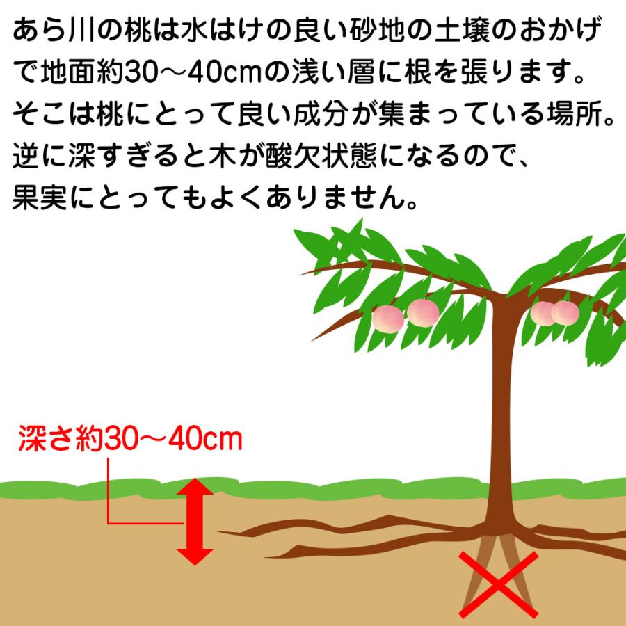 もも 訳あり 約1.8kg 2箱 セット 10〜12玉 和歌山県 あら川の桃 和歌山県産 送料無料  桃 食品 家庭用 産地直送 |  | 05