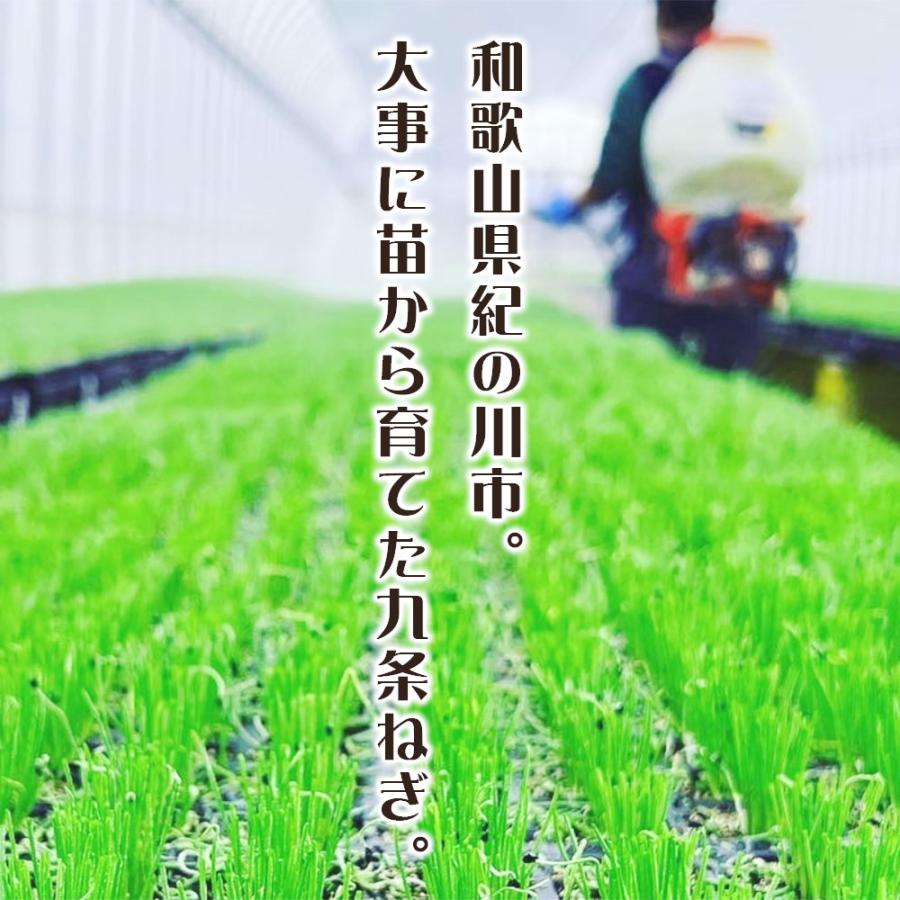 九条ねぎ 約5kg 和歌山県産 青ネギ ねぎ 農家直送 クール便 : ワカツー