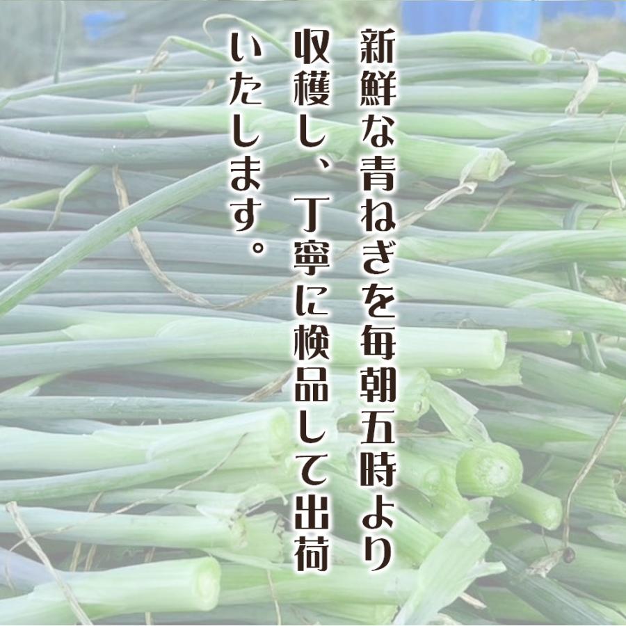 九条ねぎ 約5kg 和歌山県産 青ネギ ねぎ 農家直送 クール便 : ワカツー