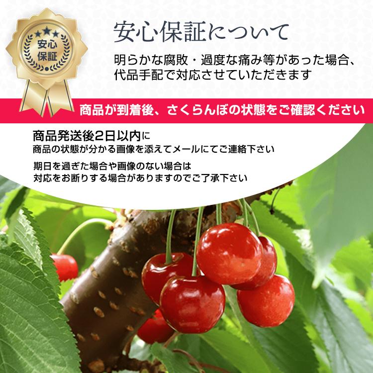 5月31日まで早割5％OFF｜ さくらんぼ 佐藤錦 有機栽培 果物 農園直送 山形県品評会1位 農林水産大臣賞 600g 秀品 L バラ ギフト 6月中旬からお届け s-2｜anthreefarm3｜14