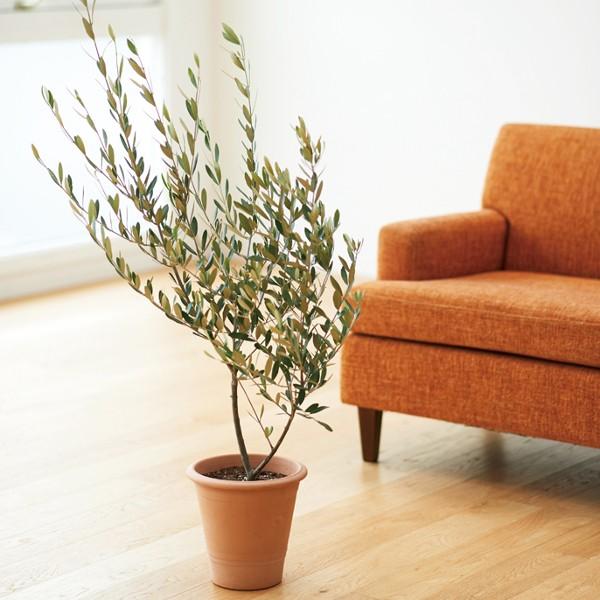 サイカス タイシルバー 9号鉢つき バルブ6センチ❗ ① Amazon.co.jp