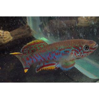 21公式店舗 卵生メダカ フンデュロパンチャックス ガードネリィ スッカ ペア Shipsctc Org