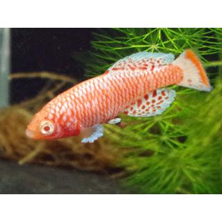 卵生メダカ ノソブランキウス ラコビー アルビノ ペア 28 アントニオ 通販 Yahoo ショッピング