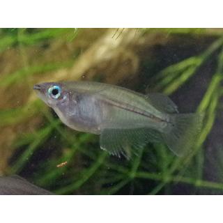 卵生メダカ 国産オリジアス ジャバニクス ５匹 4006 アントニオ 通販 Yahoo ショッピング