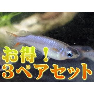 卵生メダカ 国産オリジアス ウォウォラエ お得 ３ペアセット 4008 アントニオ 通販 Yahoo ショッピング