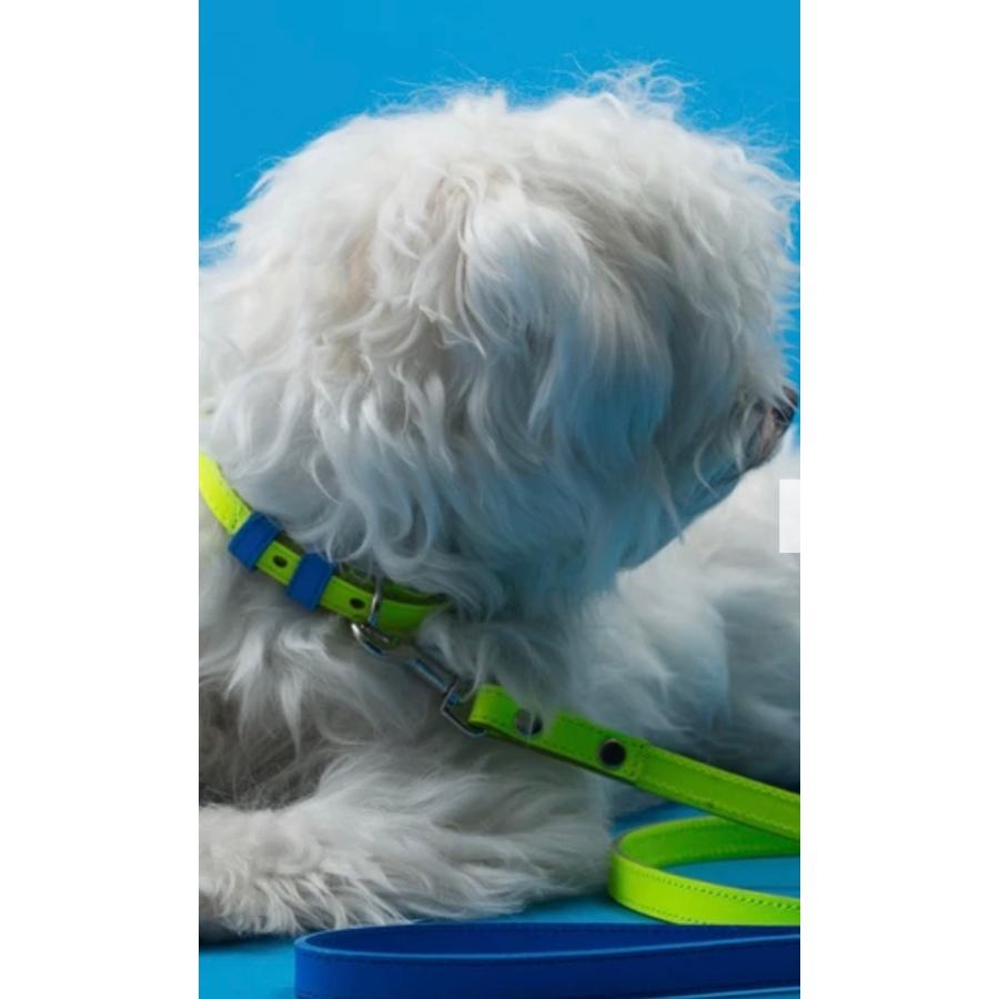 犬　リード　ブランド　New york直輸入 Ware of the dog ブルー X イエロー　超小型犬〜小型犬/Blue/Yellow Coated Webbing ”Leash"　For XS~Small sized dogs_1