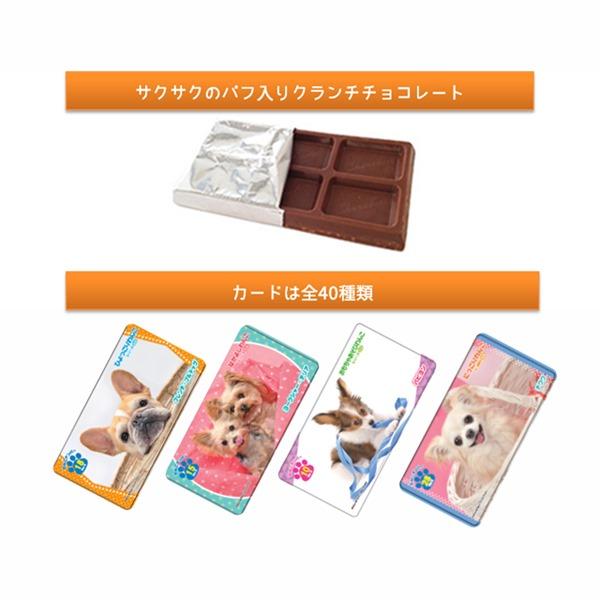 おしゃべりわんこ クランチチョコレート 20入 駄菓子 子供会 景品