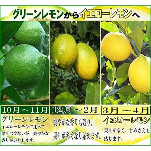 6国産瀬戸田レモン10kg前後 【公式通販】