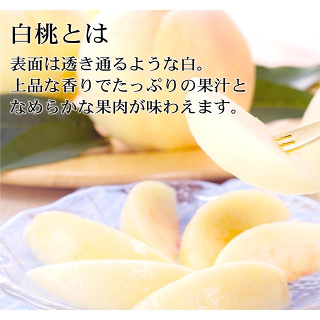 【クール便発送】岡山白桃 白鳳 岡山産 3kg 約8玉〜11玉 岡山桃 桃 もも お中元 贈答用 秀品の画像