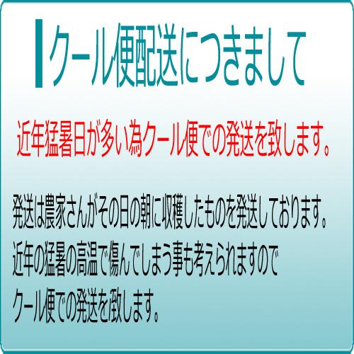 【クール便発送】岡山白桃 白鳳 岡山産 3kg 約8玉〜11玉 岡山桃 桃 もも お中元 贈答用 秀品の画像