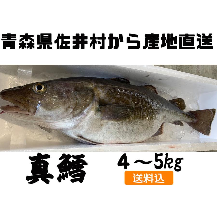 マダラ 白子なし 青森県佐井村産 送料込 真鱈4kg前後 1尾まるごと Tyok002 あおい環オンラインショップ 通販 Yahoo ショッピング