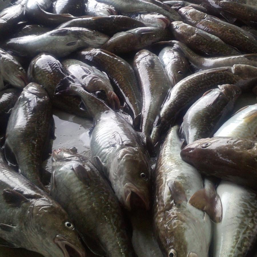 マダラ 白子なし 青森県佐井村産 送料込 真鱈4kg前後 1尾まるごと Tyok002 あおい環オンラインショップ 通販 Yahoo ショッピング