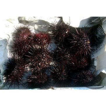 殻付きウニ1kg 青森県佐井村漁協 津軽海峡のキタムラサキウニ 産地直送