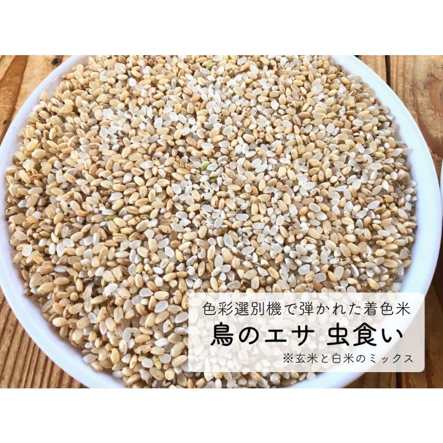 鳥の餌 鳥のエサ 着色米 爆買 斑点米 虫食い 10kg 送料無料 : あおき