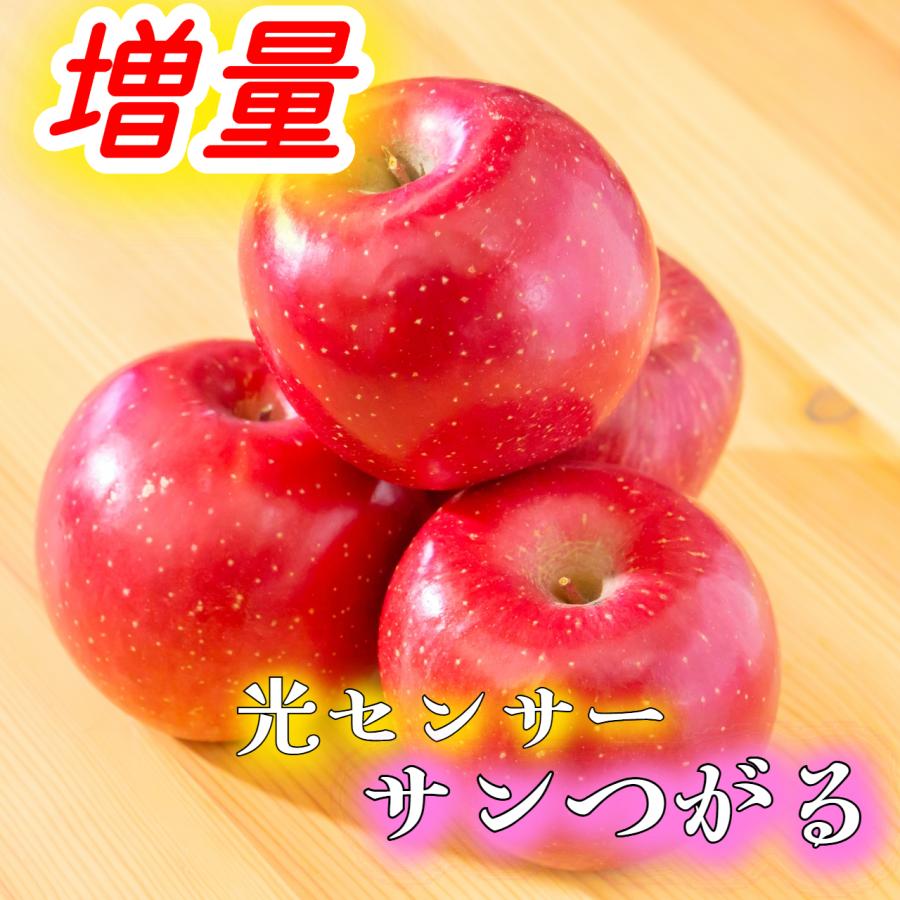 光センサー選果保証】 高糖度 青森県産 りんご サンつがる 規格外 1.5