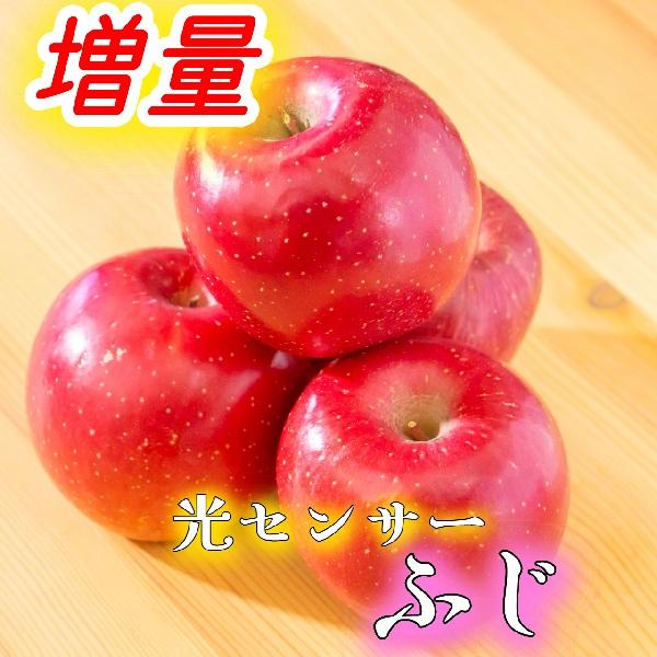 【光センサー選果保証】 高糖度 青森県産 りんご サン ふじ 規格外 5kg 5キロ 送料無料（Yahoo!・寺田フルーツ）