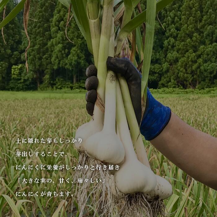 にんにく 青森県産 国産 訳あり バラ 1キロ 青森県 自社栽培 令和7年