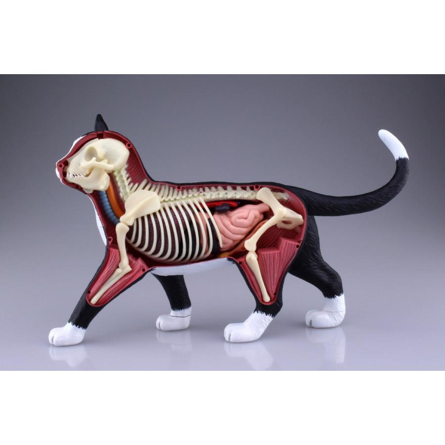 猫解剖モデル 黒 白 ４ｄ ｖｉｓｉｏｎ 動物解剖モデル No 29 立体パズル 青島文化教材社 Online Shop 通販 Yahoo ショッピング