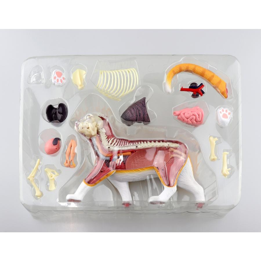 アオシマ通販限定]猫解剖モデル 橙/白 ４Ｄ ＶＩＳＩＯＮ 動物解剖 