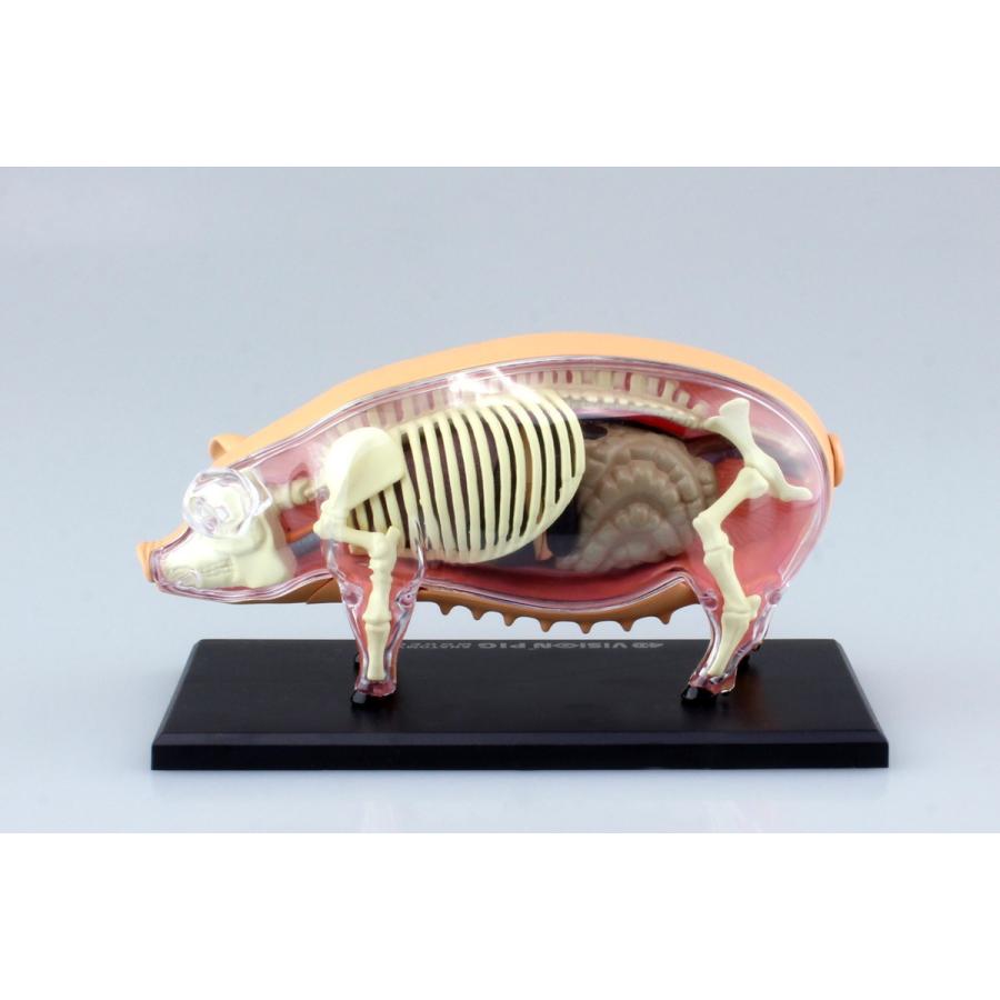 豚 解剖モデル ４ｄ ｖｉｓｉｏｎ 動物解剖モデル No 01 立体パズル 71 青島文化教材社 Online Shop 通販 Yahoo ショッピング