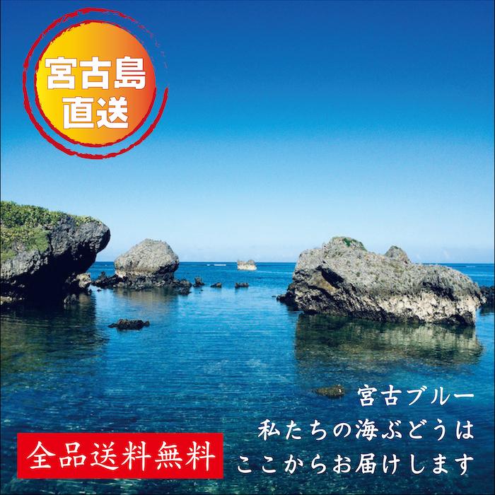 【 茎つき 1kg 】250g×4箱 250gにタレ2P　登録商標　海ぶどう　茎が多いB品です　1000g 沖縄 宮古島 海ぶどう 直送 池間島 登録商標 送料無料｜aotokokoro｜06