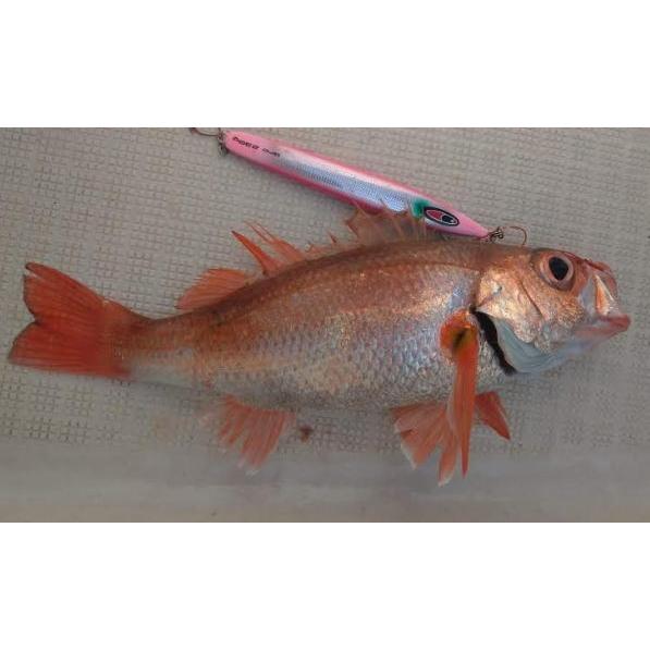 SEAFLOORCONTROL（シーフロアコントロール） アーク 350g 賛否両論ver