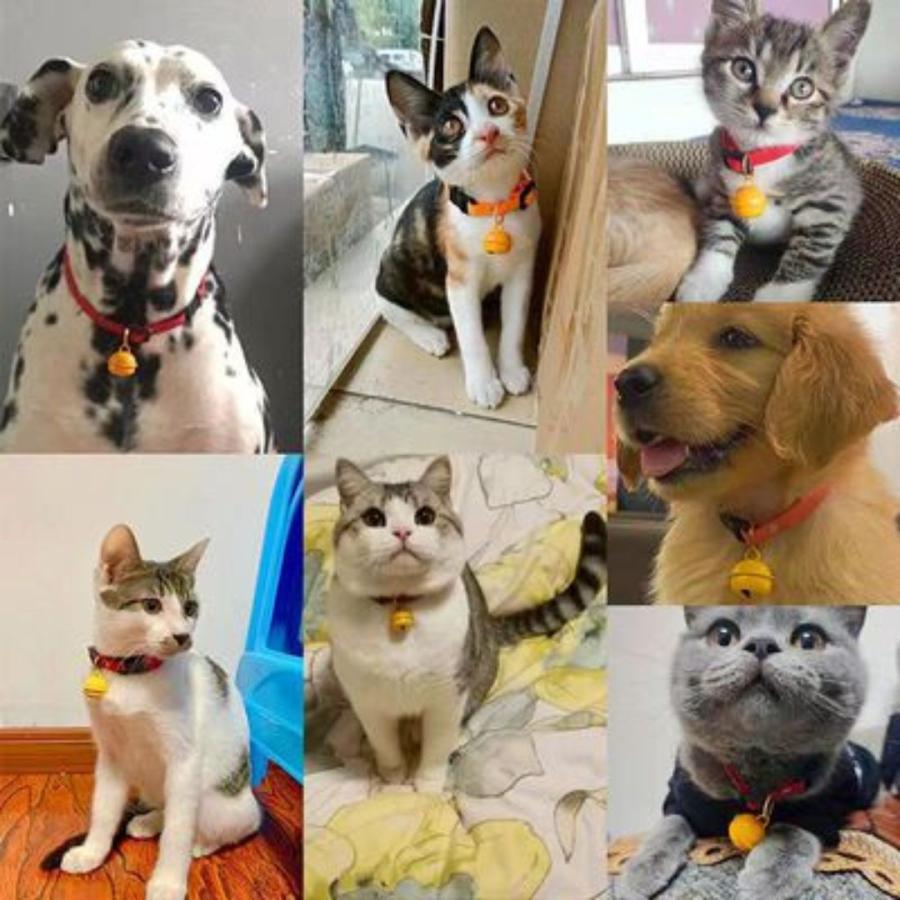 首輪 鈴 A265 猫用 黄色い鈴 ペット 猫 犬 かわいい おしゃれ 鈴付き