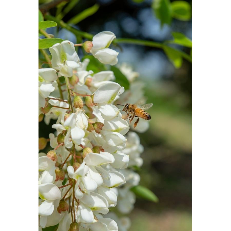 国産　無添加　非加熱　能登のはちみつ「ＨＡＲＵ」アカシア160g |  | 01