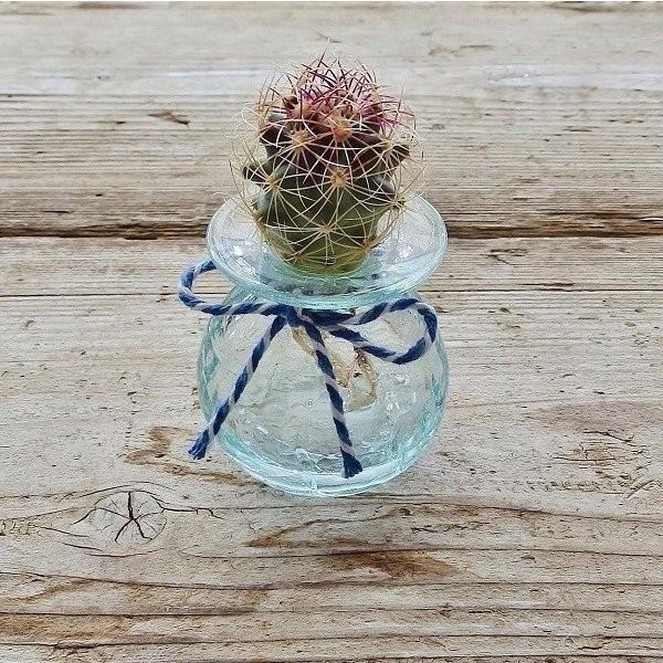 水耕サボテン サボテンクラゲ クラックガラス バリ 多肉植物 いラインアップ