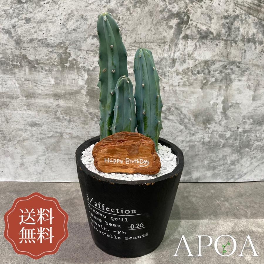 Yahoo限定 プレゼント ハシラサボテン サボテン リュウジンボク Woodチップ付き かっこいい ギフト ラッピング 母の日 父の日 Hsrsb03 Apoa アポア ヤフー店 通販 Yahoo ショッピング