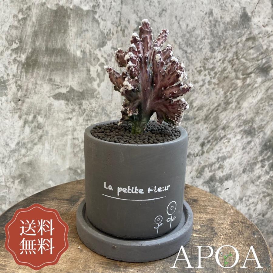 Yahoo限定 プレゼント モンビレア 残雪の峰 サボテン カッコいい おしゃれ ギフト ラッピング 母の日 父の日 Sbmbr07 Apoa アポア ヤフー店 通販 Yahoo ショッピング