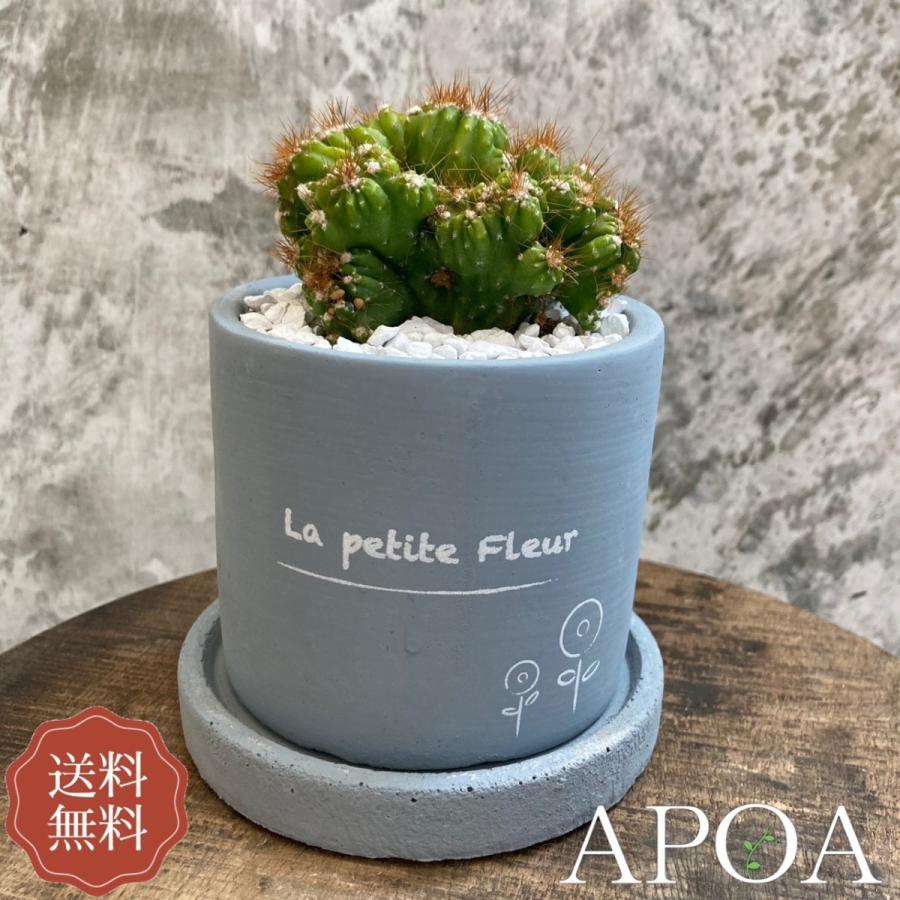 Yahoo限定 プレゼント セレウス 金獅子 サボテン カッコいい おしゃれ ギフト ラッピング 母の日 父の日 Sbsrus08 Apoa アポア ヤフー店 通販 Yahoo ショッピング