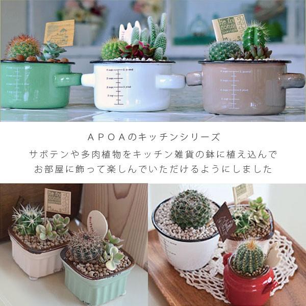 サボテン 植え込み 多肉植物 ミルクタンク風 鉢入り 陶器 ピック付き プレゼント ギフト Taniyose 04 Apoa アポア ヤフー店 通販 Yahoo ショッピング