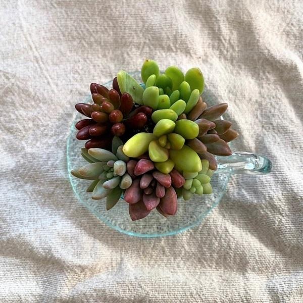 母の日 プレゼント 鉢花 多肉植物 カップ ソーサー 小 ギフト ガラス 寄せ植え Taniyose 21 Apoa アポア ヤフー店 通販 Yahoo ショッピング