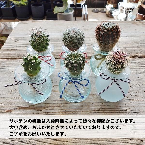 水耕サボテン サボテンクラゲ クリアガラス バリ 18 Off 多肉植物
