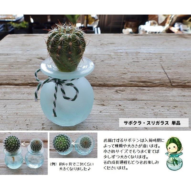 水耕サボテン サボテンクラゲ スリガラス バリ ガラス 瓶 サボテン 多肉植物 Y Sb04a Apoa アポア ヤフー店 通販 Yahoo ショッピング