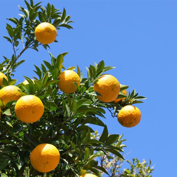 カネク きざみ柚子 100g ( 刻み / ゆず ) [ 511011 ] : A-プライス