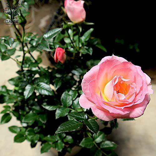 チュチュ オプティマ ミニバラ4号鉢 品種で選べる薔薇苗 1個売り 学名 Rosa Hybrids バラ科バラ属 耐寒性落葉低木 花木 特徴 S 2428 Apple Mint 通販 Yahoo ショッピング